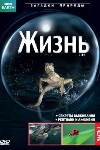 BBC: Жизнь BBC: Жизнь