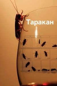 Таракан Таракан