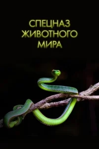 Спецназ животного мира Спецназ животного мира