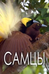 Самцы Самцы