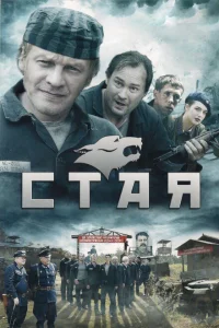 Стая Стая