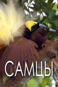 Самцы Самцы