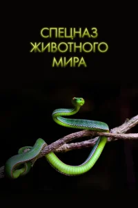 Спецназ животного мира Спецназ животного мира