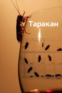 Таракан Таракан