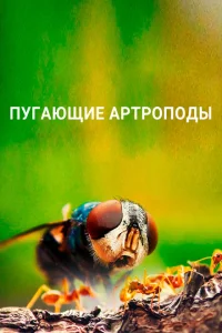 Пугающие артроподы Пугающие артроподы